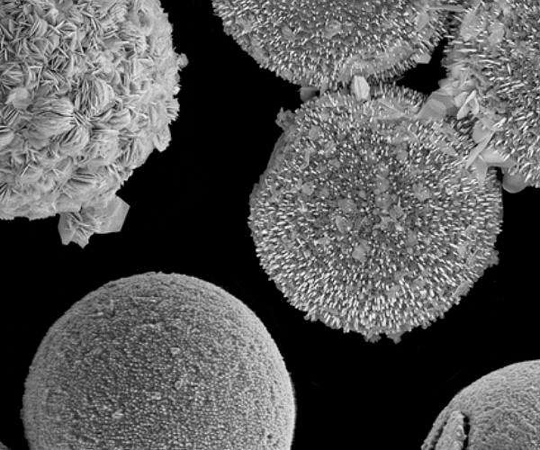 Scientists transform algae into unique functional perovskites with tunable properties