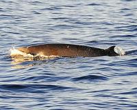 Beaked whales observed coordinating deep dives