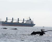 When ships pass, whales eat less: study