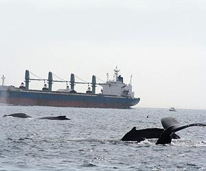 Researchers Use New Acoustic Tools To Study Marine Mammals And Fish