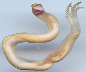Tomorrow's life-saving medications may currently be living at the bottom of the sea