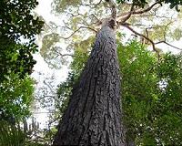 Five Anthropogenic Factors That Will Radically Alter Northern Forests in 50 Years