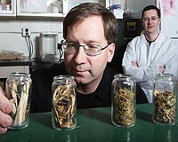 Shredding Corn Silage Could Produce More Ethanol At Less Cost