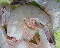 Greenland economy shudders as shrimp stocks shrink