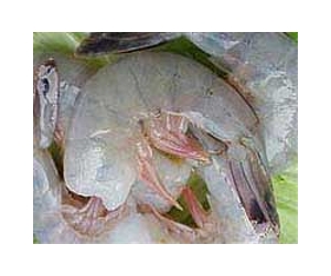 NOAA, FDA watching Gulf of Mexico seafood