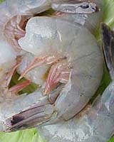 NOAA Tests For Gulf Of Mexico Contaminates