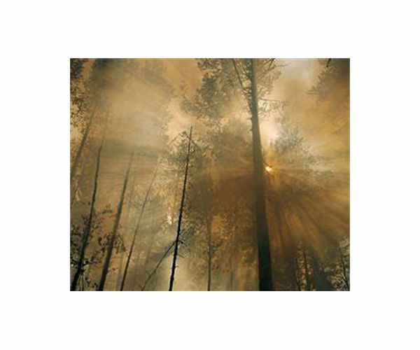 In Siberia forests, climate change stokes 'zombie fires'