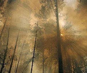 Measuring the consequence of forest fires on public health