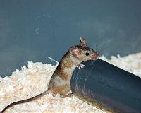 Sick animals limit disease transmission by isolating themselves from their peers
