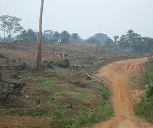 Illegal logging of tropical forests in decline: study