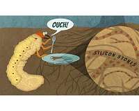 Adding silicon to soil to strengthen plant defenses