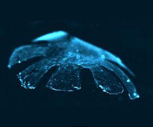 Artificial jellyfish swims in a heartbeat