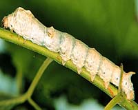 Russian Silkworms Spin First Space Silk In History