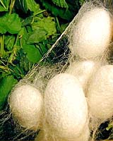 China's First Space Silkworm Experiment Successful