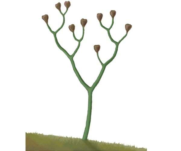Vascular plants colonized land extensively by the early Silurian