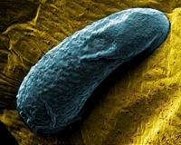 Bacteria use viruses to differentiate themselves from their competitors