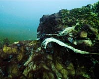 Great Lake's Sinkholes Host Exotic Ecosystems