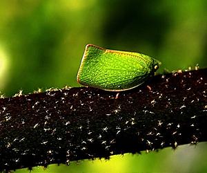 Biochemistry Of How Plants Resist Insect Attack Determined