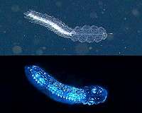 Plankton species uses bioluminescence to scare off predators