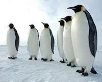 Emperor penguins may have suffered in ice age cold: study