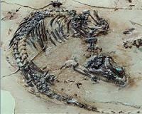 125M year-old mammal fossil reveals the early evolution of hair and spines