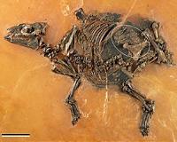 48-million-year-old horse-like fetus discovered in Germany