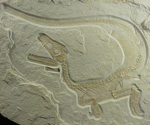 Newly Discovered Dinosaur Implies Greater Prevalence of Feathers