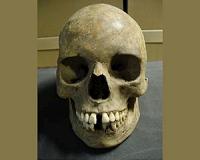 3D skulls from Henry VIII's doomed warship placed online