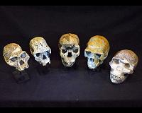 Human evolution was uneven and punctuated, suggests new research