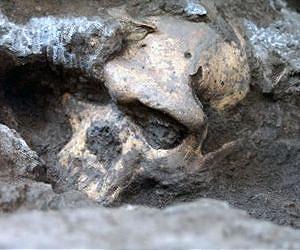 Complete skull from early Homo evokes a single, evolving lineage