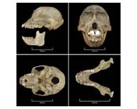 First New African Monkey Genus In 83 Years