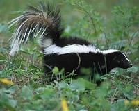Social or Stinky? New study reveals how animal defenses evolve