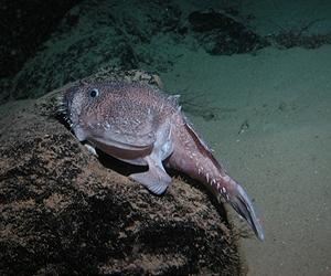 Hawaiian Submarine Canyons Are Hotspots Of Biodiversity And Biomass