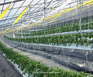 Solar Greenhouses: China's Winning Solution To Global Energy Crisis