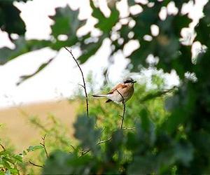 Effect Of Fire On Birds Evaluated