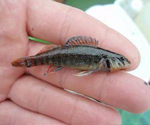 Research shows river dredging reduced fish numbers, diversity