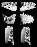 Tiny Bones Rewrite Textbooks