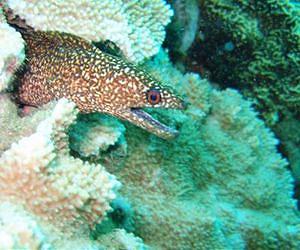 US residents say Hawaii's coral reef ecosystems worth $33.57 billion per year