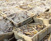 Chinese exporting adulterated fish to Brazil: police