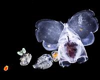 Are marine ecosystems headed toward a new productivity regime?