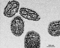 Progress made toward smallpox medication