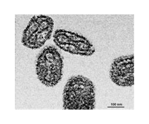 Destruction of smallpox strains urged