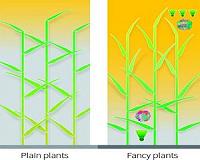 Smart cornfields of the future