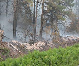 Peat Wildfire Smoke Linked to Heart Failure Risk