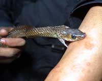 6,000 Bangladeshis die of snake bites annually: study
