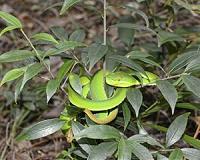 Less knowledge about global species diversity than assumed
