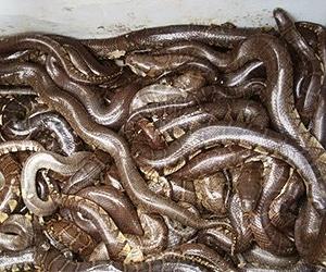 Hotpots and snake blood: Asia's libido-boosting foods
