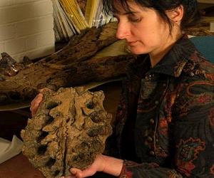 Ancient sea reptile with gammy jaw suggests dinosaurs got arthritis too