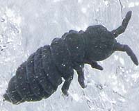 Snow Fleas Key To More Organ Transplants