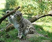 Snow leopards no longer 'endangered,' conservationists rule